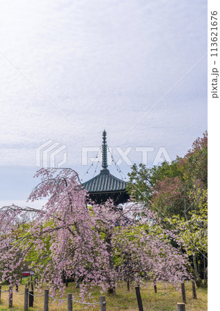 春の京都 清凉寺 (嵯峨釈迦堂) 桜と多宝塔 春の京都 清凉寺 (嵯峨釈迦堂) 桜と多宝塔 113621676