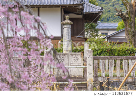春の京都　清凉寺 (嵯峨釈迦堂)　桜と奝然上人墓 113621677