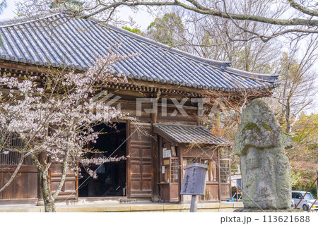 春の京都　清凉寺 (嵯峨釈迦堂)　桜と一切経蔵 113621688