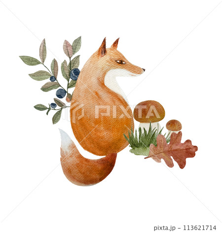 Fox with a blueberry and white mushrooms watercolor composition isolated on white. Hand drawn high quality art in flat style for woodland kids designs, interior decor, stickers, cards and tote bags Fox with a blueberry and white mushrooms watercolor composition isolated on white. Hand drawn high quality art in flat style for woodland kids designs, interior decor, stickers, cards and tote bags 113621714