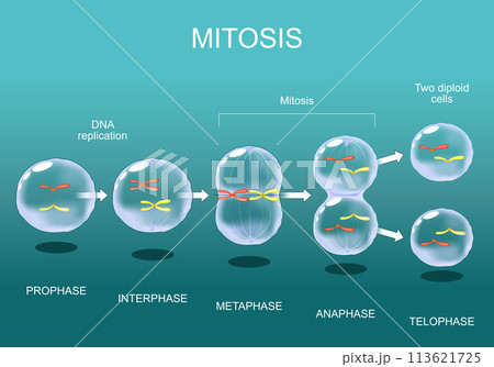 Mitosis. Cell division. 113621725
