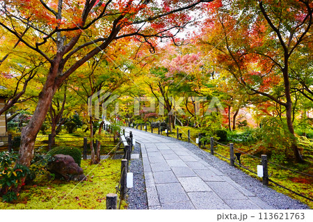紅葉の庭園　紅葉の京都永観堂　京都の紅葉の名所　秋の京都人気スポット　　 113621763