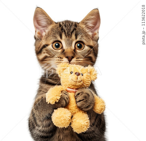 Cute cat hugs a teddy bear. Cute cat hugs a teddy bear. 113622018