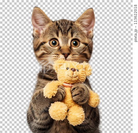 Cute cat hugs a teddy bear. Cute cat hugs a teddy bear. 113622018