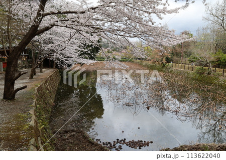 京都市嵯峨にある小倉池と桜の風景 京都市嵯峨にある小倉池と桜の風景 113622040