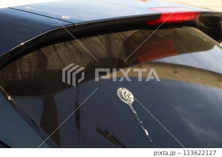 自動車のリアガラスに付着した鳥の糞 113622127