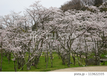 桜満開の卯辰山四百年の森 113622335