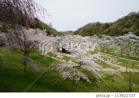 桜満開の卯辰山四百年の森 113622337