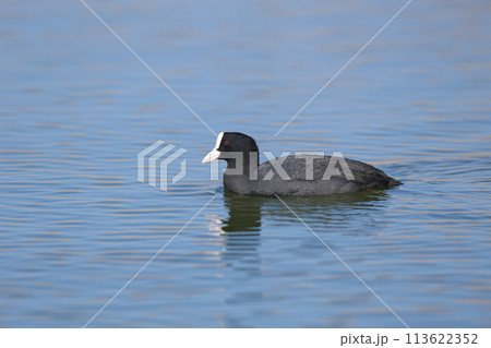 Spring coots 113622352