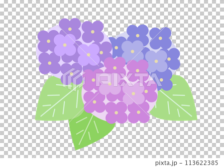 紫陽花のアイコンイラスト 113622385