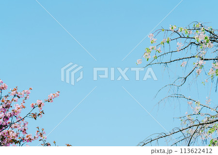 4月の農業公園に咲く美しい桜の花 113622412