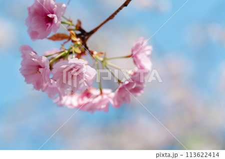 4月の農業公園に咲く美しい桜の花 113622414