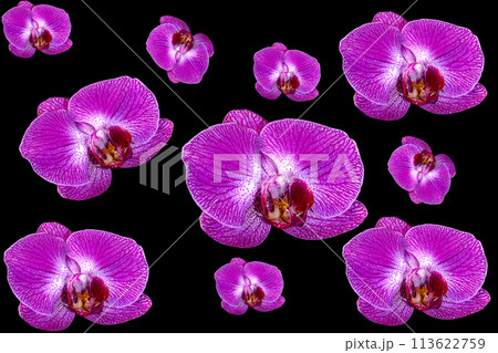 purple orchid flowers of different sizes on a black background purple orchid flowers of different sizes on a black background 113622759