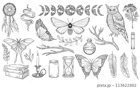 Mystical forest set. Vector illustration of owl and moths. Drawing of Witch Magic collection with butterfly, moon faces and dreamcatcher in linear style painted by black inks. Outline sketch of poison Mystical forest set. Vector illustration of owl and moths. Drawing of Witch Magic collection with butterfly, moon faces and dreamcatcher in linear style painted by black inks. Outline sketch of poison 113622802