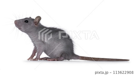 Baby rat on white background 113622908