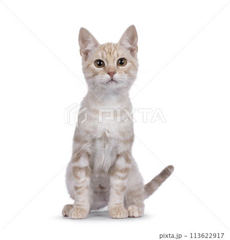 European Shorthair cat on white background 113622917
