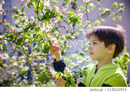 seven year old boy looks at a flowering tree in spring afternoon seven year old boy looks at a flowering tree in spring afternoon 113622953