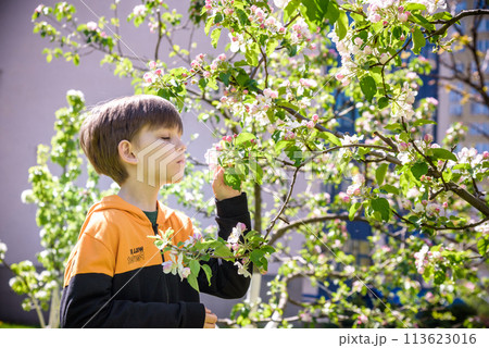 The boy at the apple blossom in the spring garden The boy at the apple blossom in the spring garden 113623016