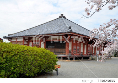 浄土寺 浄土堂と桜 浄土寺 浄土堂と桜 113623633