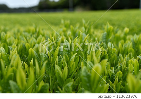 一番茶 一番茶 113623976