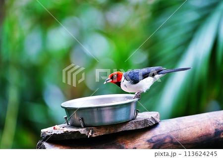 ノドグロコウカンチョウ 113624245