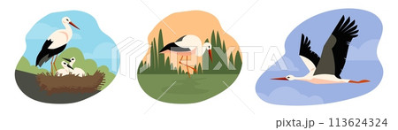 Stork birds in wildlife nesting and flying in the sky, flat vector isolated. Stork birds in wildlife nesting and flying in the sky, flat vector isolated. 113624324