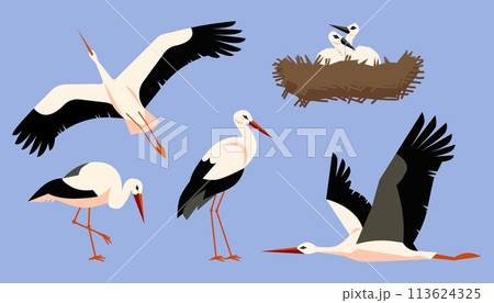 Vector set of storks depicted in various poses and angles: in flight and standing. Vector set of storks depicted in various poses and angles: in flight and standing. 113624325