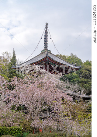 【第八番札所】熊谷寺 桜と多宝塔【四国八十八箇所】 【第八番札所】熊谷寺 桜と多宝塔【四国八十八箇所】 113624855