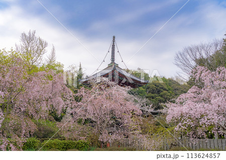 【第八番札所】熊谷寺 桜と多宝塔【四国八十八箇所】 【第八番札所】熊谷寺 桜と多宝塔【四国八十八箇所】 113624857