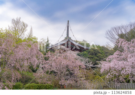 【第八番札所】熊谷寺 桜と多宝塔【四国八十八箇所】 【第八番札所】熊谷寺 桜と多宝塔【四国八十八箇所】 113624858