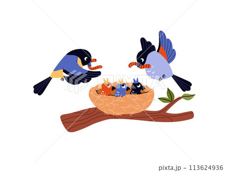 Vector of birds feeding chicks in a nest. Flat style and isolated background. Vector of birds feeding chicks in a nest. Flat style and isolated background. 113624936