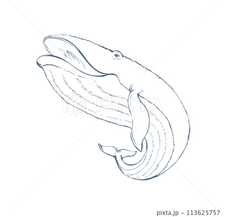 Vector drawing. Whale swims in the sea 113625757