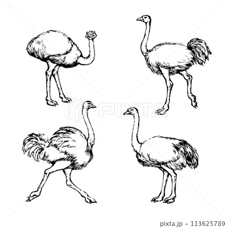 Vector drawing. Ostrich in the steppe 113625789