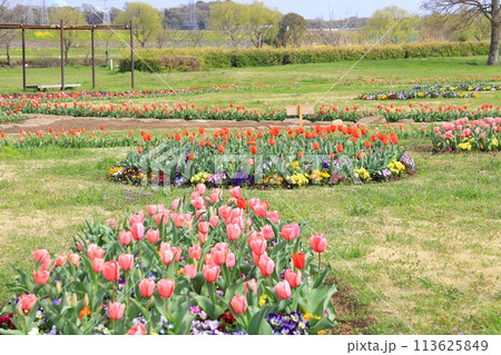 江戸川の河川敷にある「柴又公園」 113625849