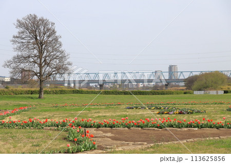 江戸川の河川敷にある「柴又公園」 113625856
