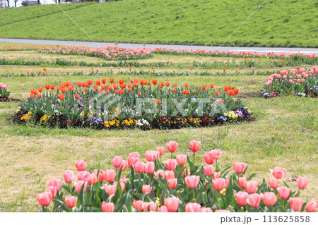 江戸川の河川敷にある「柴又公園」 江戸川の河川敷にある「柴又公園」 113625858