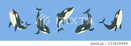 Orca Killer Whale Marine Large Mammal on Blue Background Vector Set 113626494