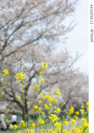 春の日の菜の花と桜<柏市大堀川> 春の日の菜の花と桜<柏市大堀川> 113626544