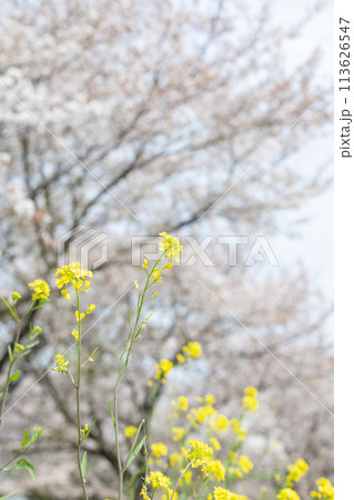 春の日の菜の花と桜＜柏市大堀川＞ 113626547