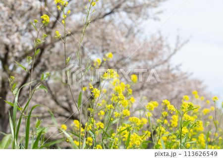 春の日の菜の花と桜＜柏市大堀川＞ 113626549