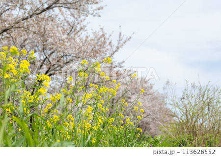 春の日の菜の花と桜＜柏市大堀川＞ 113626552