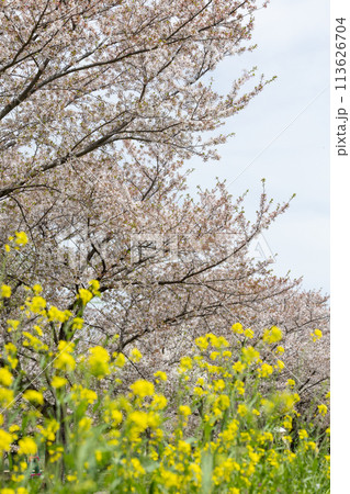 春の桜と菜の花＜柏市大堀川＞ 113626704