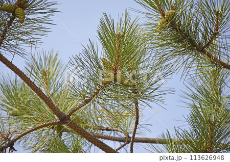 pine branches with large green needles against a background of blue sky 113626948