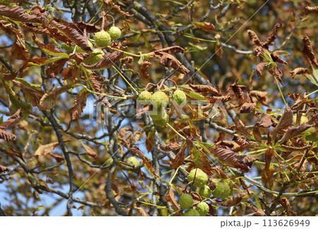 ripening horse chestnut fruits on tree branches in a city park. beauty in nature ripening horse chestnut fruits on tree branches in a city park. beauty in nature 113626949