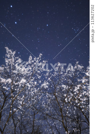 星空に浮かぶ桜の花びら 113627202