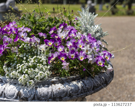 公園に咲くビオラ 113627237