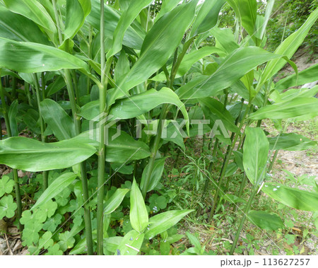 香り爽やか!家庭菜園のミョウガ畑の写真 香り爽やか!家庭菜園のミョウガ畑の写真 113627257