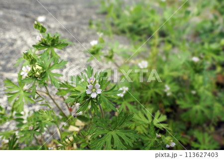 春4月野原に咲く薄いピンクのアメリカフウロ 113627403