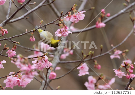 河津桜の蜜を吸いにやってきた可愛い小鳥、メジロ 113627755
