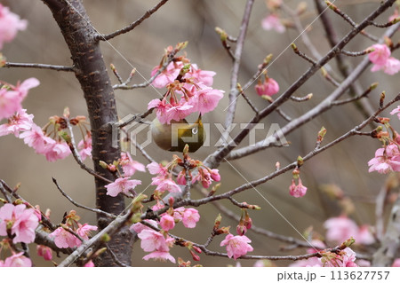 河津桜の蜜を吸いにやってきた可愛い小鳥、メジロ 河津桜の蜜を吸いにやってきた可愛い小鳥、メジロ 113627757